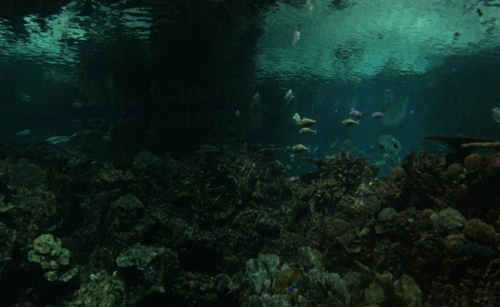 Life Vest Ocean (A Short&nbsp;Story)