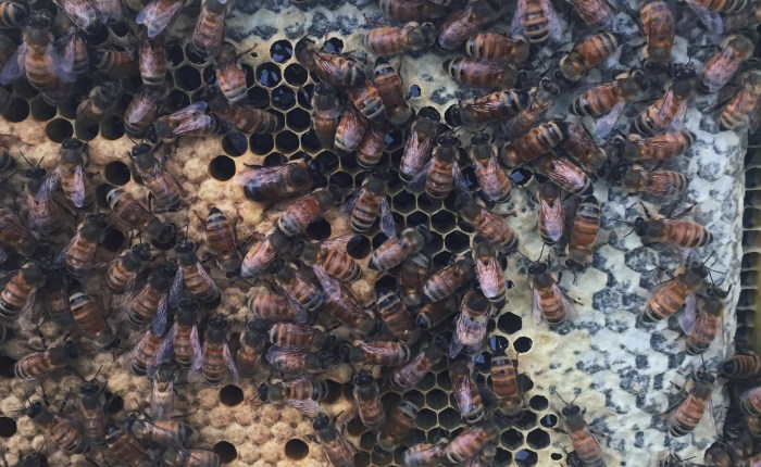 Don’t Fear: More than Bee Stings and&nbsp;Honey